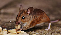 24 Hour & Emergency Exterminators in Saint Marys Medical Center, IN